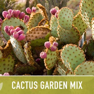 Cactus Garden Seed Mix | 50+ Seeds, Saguaro, Prickly Pear, Hedgehog, Santa Rita, Desert, Cactaceae image 11