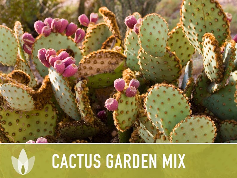 Cactus Garden Seed Mix | 50+ Seeds, Saguaro, Prickly Pear, Hedgehog, Santa Rita, Desert, Cactaceae image 11