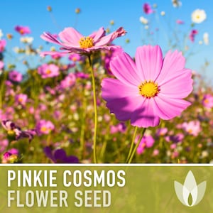 Cosmos, Pinkie Flower Seeds - Heirloom Seeds, Cut Flowers, Butterfly Garden, Pollinator Friendly, Open Pollinated, Non-GMO