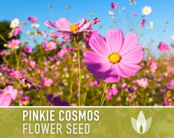 Graines De Cosmos Sensation Picotée Vilmorin - Graines à Semer