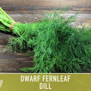 Dwarf Fernleaf Dill Seeds | 40+ Seeds, Heirloom, Culinary & Medicinal Herb, Butterfly Host | Anethum graveolens image 5