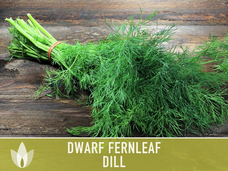 Dwarf Fernleaf Dill Seeds | 40+ Seeds, Heirloom, Culinary & Medicinal Herb, Butterfly Host | Anethum graveolens image 5