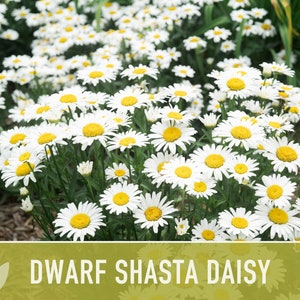 Dwarf Shasta Daisy Flower Seeds Heirloom, Tall Shasta, Edible Flowers, Cut Flowers, Dried Flowers, Container Garden, Cottage Garden image 9