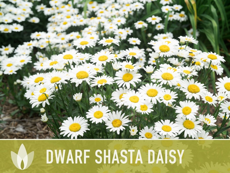 Dwarf Shasta Daisy Flower Seeds Heirloom, Tall Shasta, Edible Flowers, Cut Flowers, Dried Flowers, Container Garden, Cottage Garden image 9