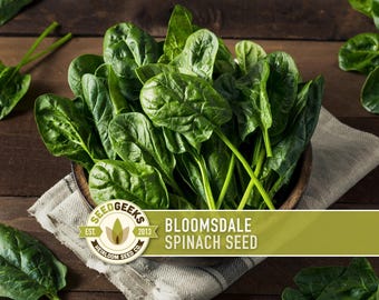 May include: Fresh, vibrant green spinach leaves in a wooden bowl, with the text "BLOOMSDALE SPINACH SEED" on a green banner. The image showcases a healthy bunch of spinach, perfect for gardening or culinary use. The Seed Geeks logo is also visible.