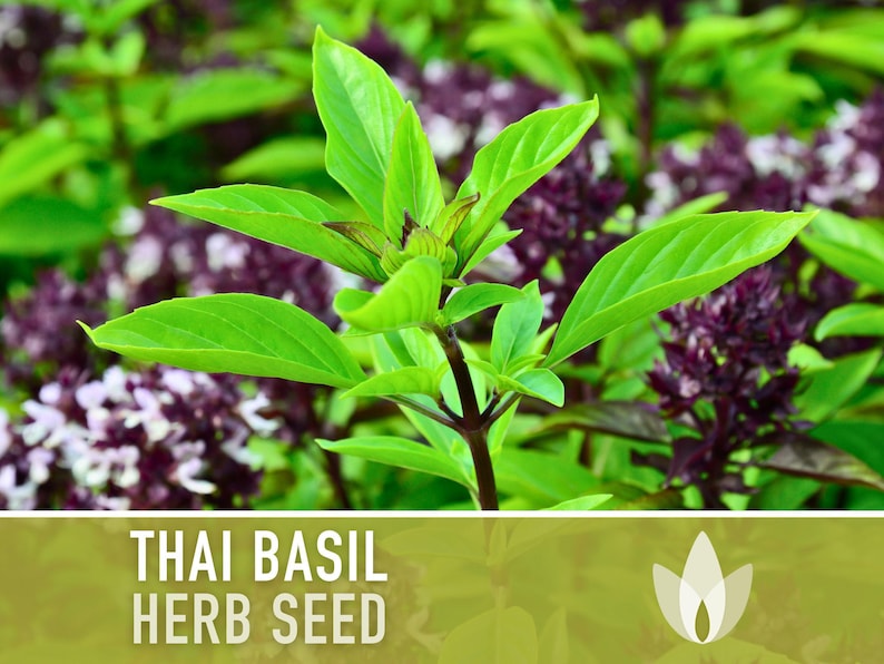 Thai Basil Herb Seeds | 100+ Seeds, Heirloom, Organic, Rare Culinary & Medicinal Garden image 5