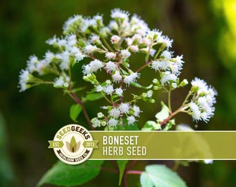 Boneset Flower Seeds – Heirloom Medicinal Herb, Pollinator Garden