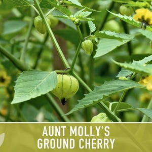 Aunt Molly's Ground Cherry Seeds | 25+ Seeds, Heirloom Fruit for Salsa, Jam, Physalis pruinosa image 5