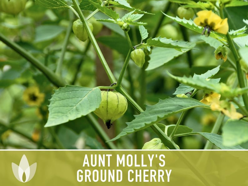Aunt Molly's Ground Cherry Seeds | 25+ Seeds, Heirloom Fruit for Salsa, Jam, Physalis pruinosa image 5