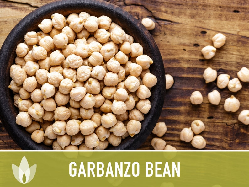 Garbanzo Bean Seeds Heirloom Seeds Chickpea Seeds Bush Etsy