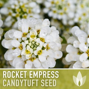 Rocket Empress Candytuft Flower Seeds Heirloom Seeds, Fragrant White Flower, Bouquet Flower, Iberis Amara, Open Pollinated, Non-GMO image 5