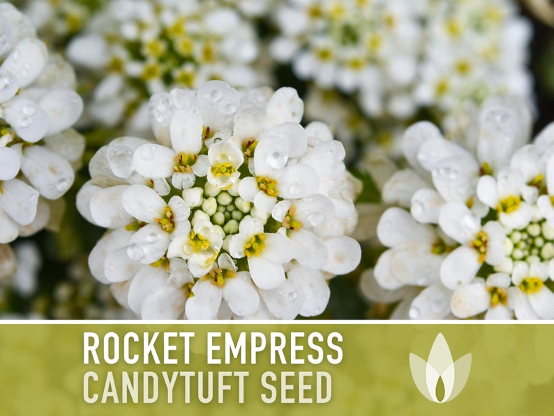 Rocket Empress Candytuft Flower Seeds Heirloom Seeds, Fragrant White Flower, Bouquet Flower, Iberis Amara, Open Pollinated, Non-GMO image 5