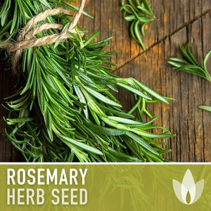 Semillas de Romero - Semillas tradicionales, Hierba culinaria, Hierba medicinal, Polinización abierta, Perenne, Rosmarinus Officinalis, Sin OMG imagen 6