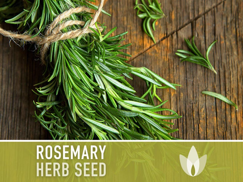 Semillas de Romero - Semillas tradicionales, Hierba culinaria, Hierba medicinal, Polinización abierta, Perenne, Rosmarinus Officinalis, Sin OMG imagen 6