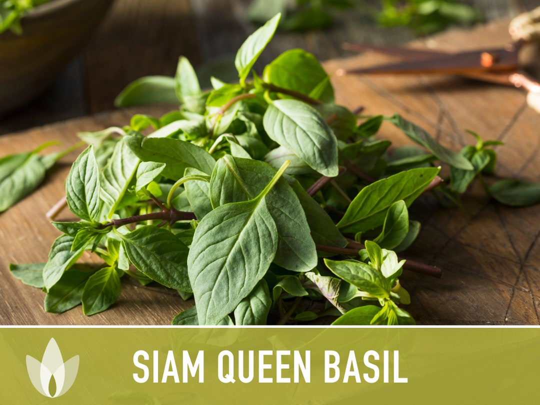 Siam Queen Basil Seeds Thai Basil Heirloom Seeds Medicinal Etsy