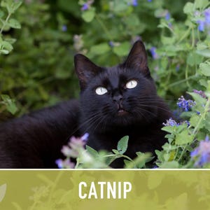 Catnip Herb Seeds | 300+ Heirloom Seeds for Cat Euphoria, Calming Herbal Tea, Bee Garden image 8