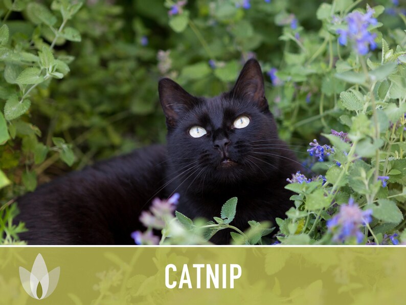 Catnip Herb Seeds | 300+ Heirloom Seeds for Cat Euphoria, Calming Herbal Tea, Bee Garden image 8