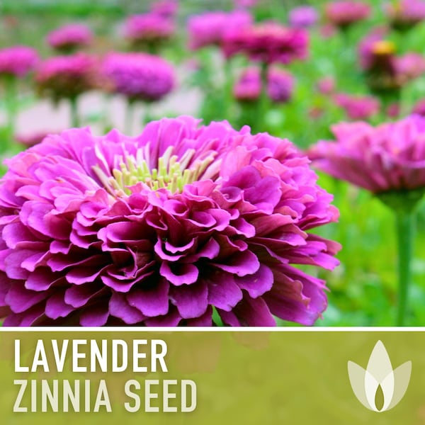 Zinnia, Lavender Flower Seeds - Heirloom Seeds, Purple Flower, Butterfly Garden, Cut Flowers, Victorian Garden, OP