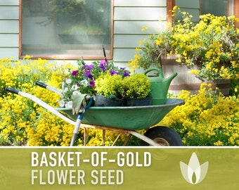 Basket of Gold Flower Seeds - Heirloom Seeds, Alyssum Saxatile, Rock Gardens, Drought Tolerant, Border Plants, Pollinator Friendly, Non-GMO