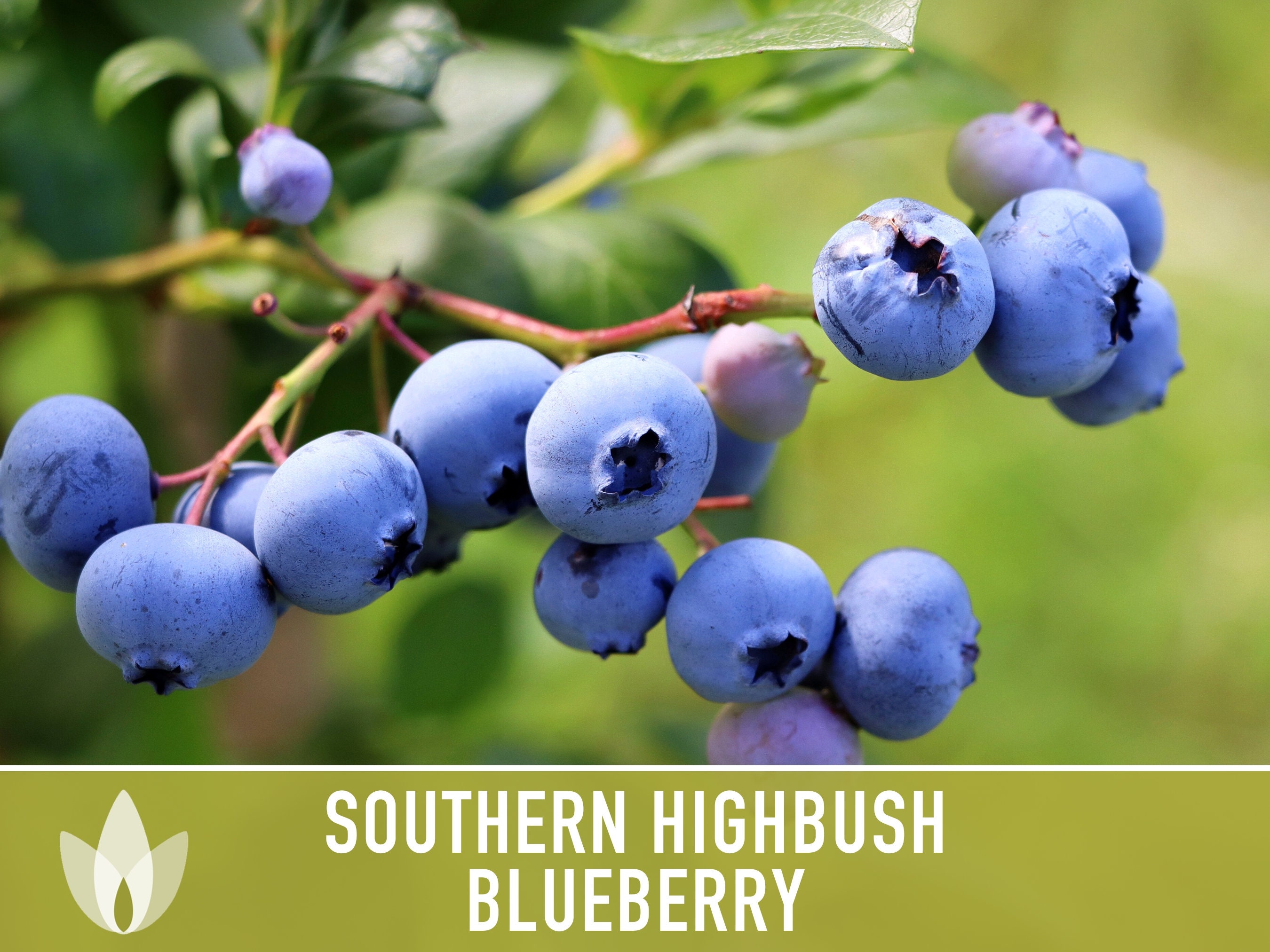 Southern Highbush Blueberry Seeds, Heirloom Variety - Etsy, image size:2700x2025