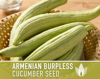 Armenian Pale Green Burpless Cucumber Seeds - Heirloom, Organic, Non-GMO, Serpent Cucumber, Slicing Cucumber