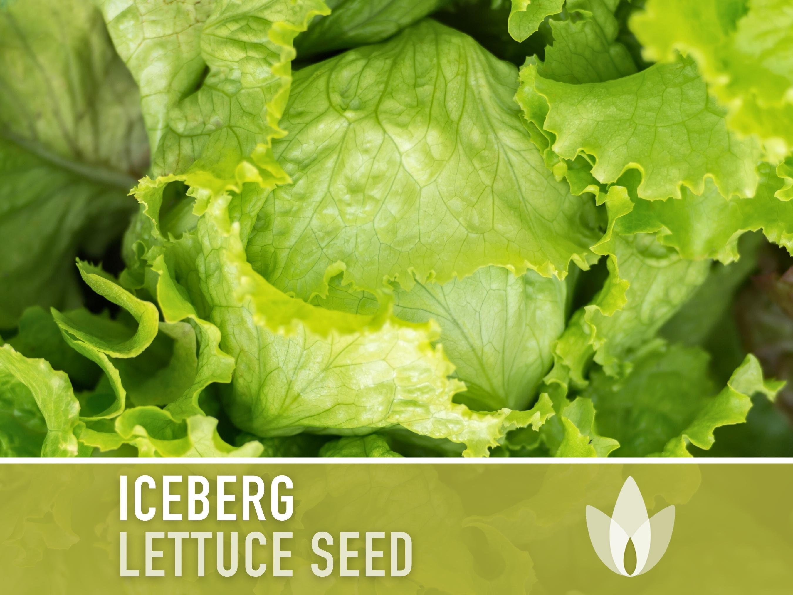 Lettuce Seed Packets
