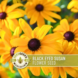 Black-Eyed Susan Flower Seeds – Heirloom Rudbeckia hirta, Native Perennial
