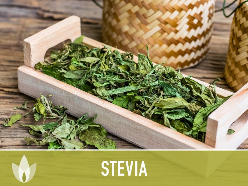 Stevia Sugar Leaf Seeds Heirloom Seeds, Natural Sweetener, Sugar Substitute, Zero Calories, Sweet Herb, Stevia Rebaudiana, Non-GMO image 9