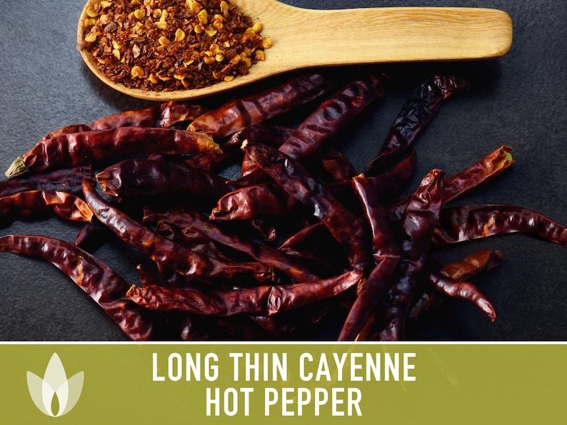 Cayenne Pepper Seeds - Long Thin Red Hot Peppers, Non-GMO image 9