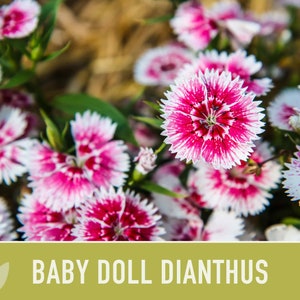 Baby Doll Dianthus Flower Seeds Heirloom Seeds, Chinese Pinks, Edible Flower Seeds, Ground Cover, Open Pollinated, Non-GMO image 2