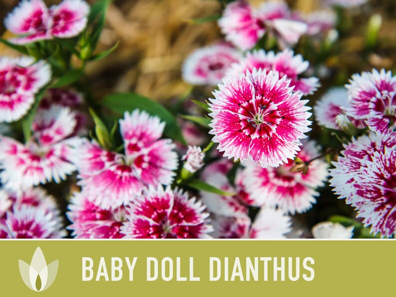 Baby Doll Dianthus Flower Seeds Heirloom Seeds, Chinese Pinks, Edible Flower Seeds, Ground Cover, Open Pollinated, Non-GMO image 2