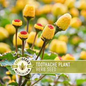 May include: Close-up of toothache plant herb seeds. The image shows several yellow and red flower heads with green leaves. The text on the image reads "Toothache Plant Herb Seed" and the SeedGeeks logo.