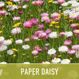 Paper Daisy Flower Seeds - Heirloom Everlasting Flowers for Bouquets image 9