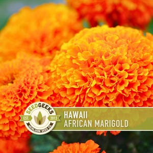 African Marigold Seeds | 200+ Seeds, Bright Orange Blooms, Heirloom, Pollinator Attractant | Tagetes erecta