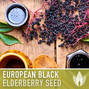Elderberry Seeds, European Black - Heirloom Seeds, Sambucus Nigra, Medicinal Plant, Ederberry Jam & Syrup, Open Pollinated, Non-GMO