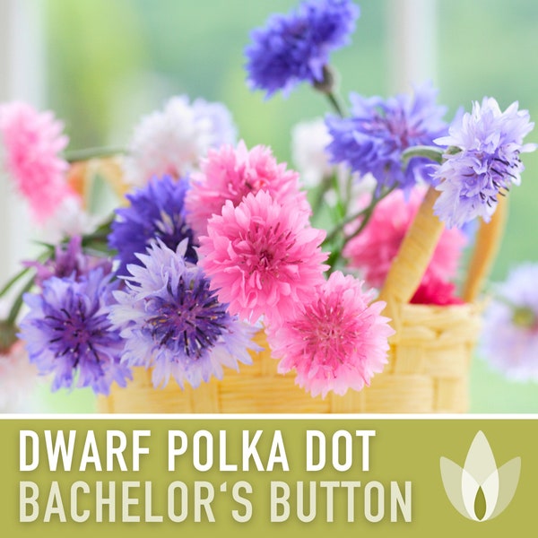 Bachelor's Button, Dwarf Polka Dot Cornflower Heirloom Seeds, Flower Seeds, Wildflower