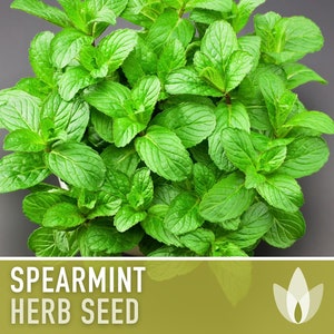 Spearmint Medicinal & Culinary Herb - Heirloom Herb Seeds