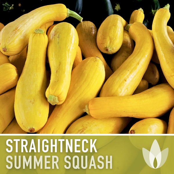 Yellow Squash, Straightneck Early Prolific Zucchini Heirloom Seeds