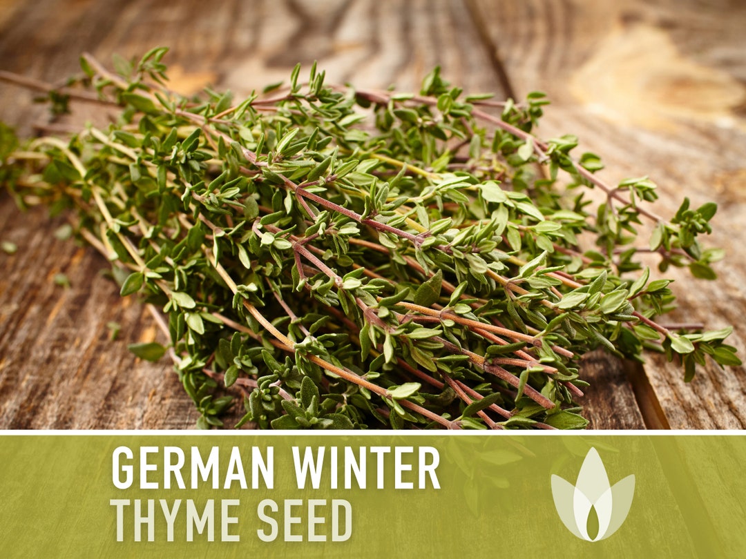 German Winter Thyme Seeds Heirloom Seeds, Winter Thyme, English Thyme