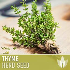 Thyme Herb Seeds | 200+ Seeds, Heirloom, Organic, Culinary, Medicinal, Rare, Perennial, Thymus vulgaris image 6