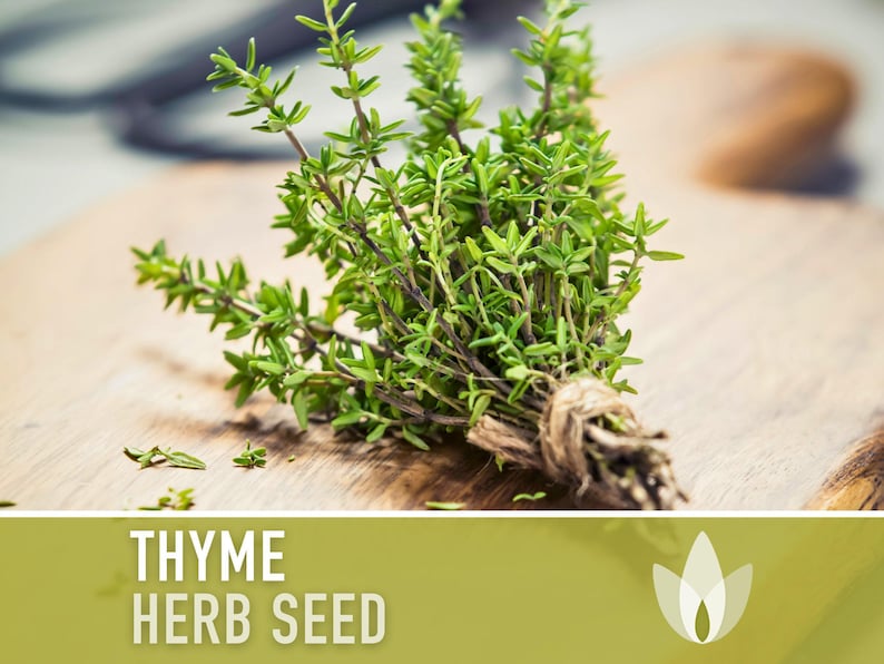 Thyme Herb Seeds | 200+ Seeds, Heirloom, Organic, Culinary, Medicinal, Rare, Perennial, Thymus vulgaris image 6