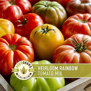 Heirloom Rainbow Blend Tomato Seeds | 25+ Non-GMO, Open Pollinated, Organic, Colorful Varieties Lycopersicon lycopersicum image 1