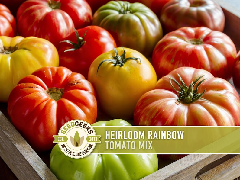 Heirloom Rainbow Blend Tomato Seeds | 25+ Non-GMO, Open Pollinated, Organic, Colorful Varieties Lycopersicon lycopersicum image 1