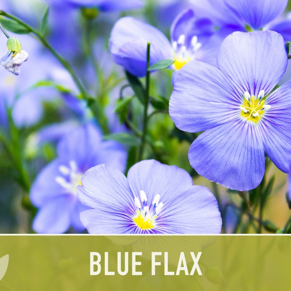 Blue Flax Wildflower Seeds - Heirloom Seeds, Prairie Flowers, Lewis Flower, Perennial Wildflower, Open Pollinated, Non-GMO