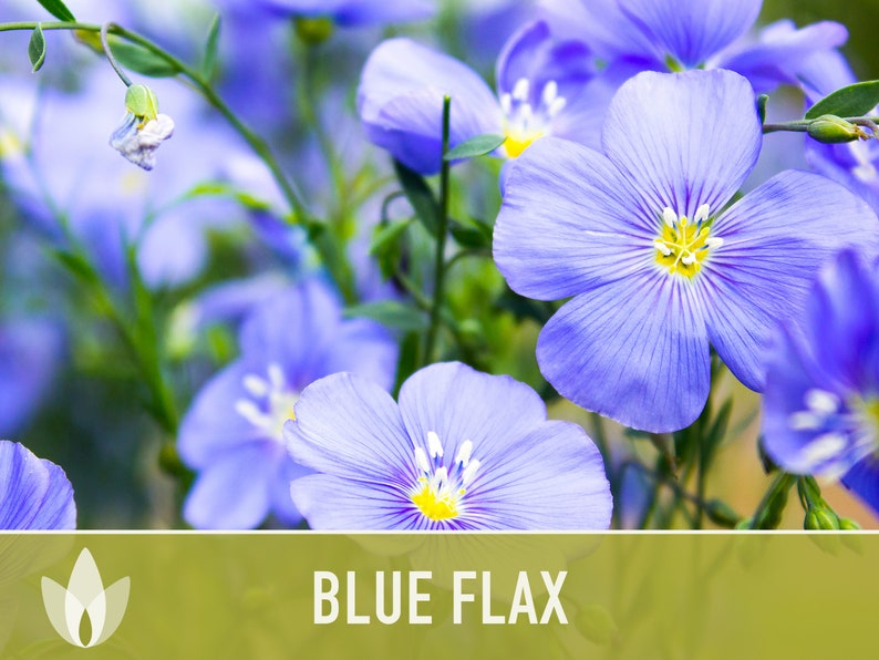 Blue Flax Wildflower Heirloom Seeds, Flower Seeds, Wildflower image 4