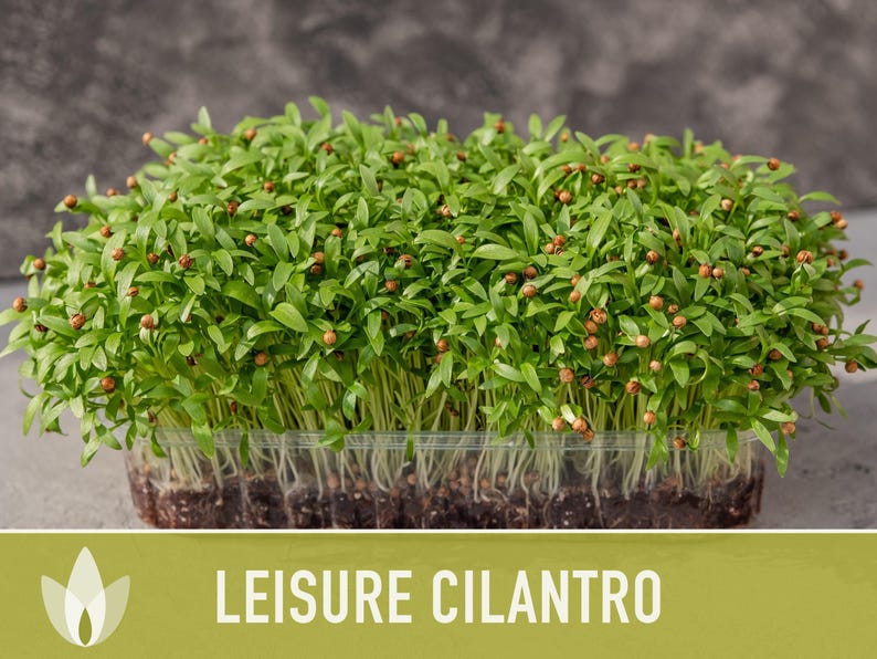 Leisure Cilantro Seeds – Slow Bolting, Heirloom Coriander Bild 11