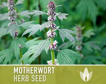 Motherwort Herb Seeds - Heirloom Seeds, Medicinal Herb Seeds, Heart Health, Stress Reduction, Ornamental, Pollinator Garden, OP, Non-GMO