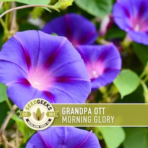 May include: Close-up of vibrant blue Grandpa Ott Morning Glory flowers with a pink center. The image features several open blooms and green foliage. The text "Grandpa Ott Morning Glory" is displayed on a green banner.