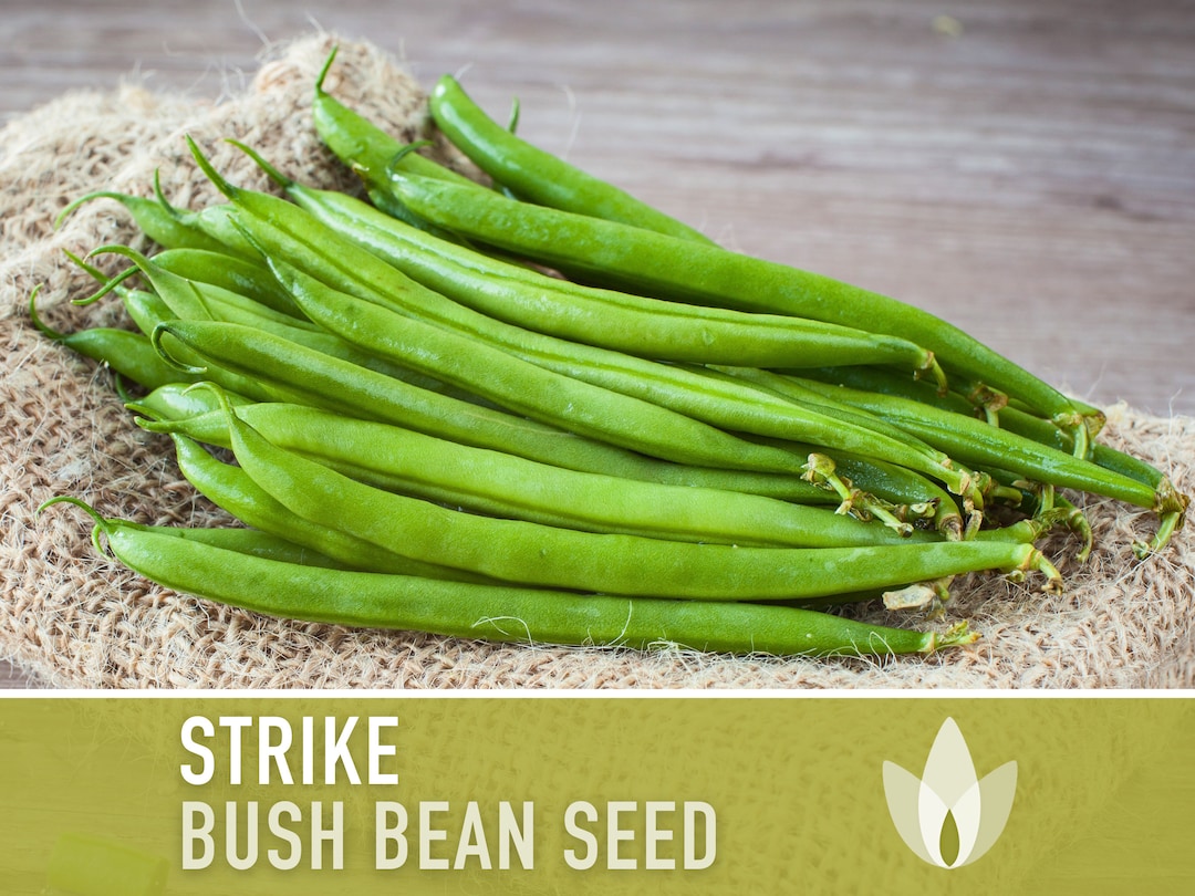 Strike Bush Bean Seeds - Heirloom Seeds, Stringless, Heavy Yield ...