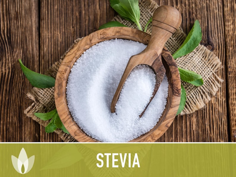 Stevia Herb Seeds - Natural Sweetener, Non-GMO Heirloom image 5